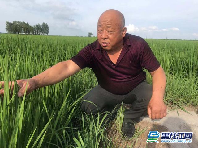 广德富硒大米