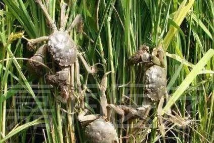 生平富硒大米