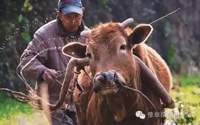 富硒大米有味