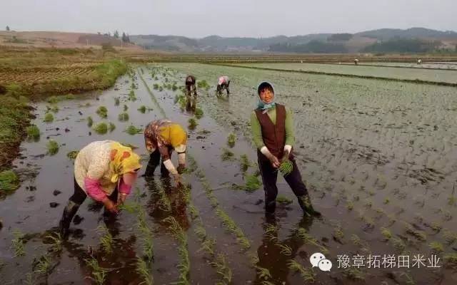富硒大米有味
