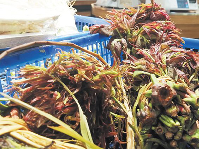 硕丰园西葫芦市场价格