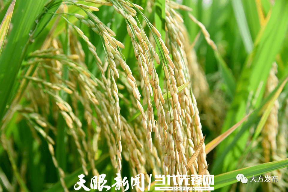 人造富硒大米