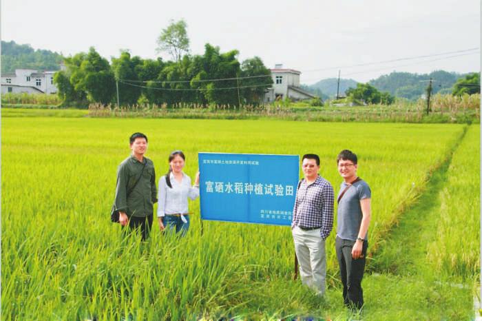 阳西富硒大米