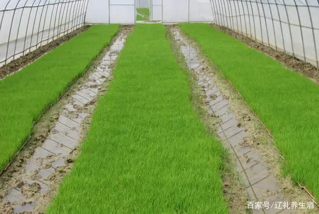 河北富硒大米
