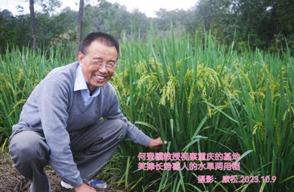 富硒大米面世