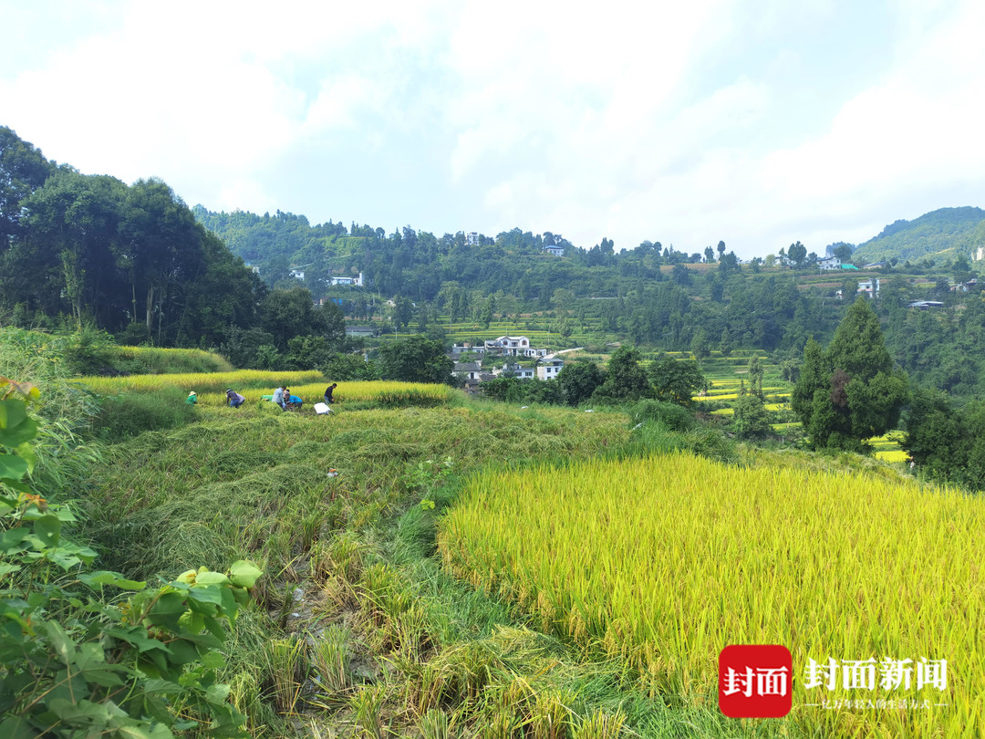 川凤富硒大米