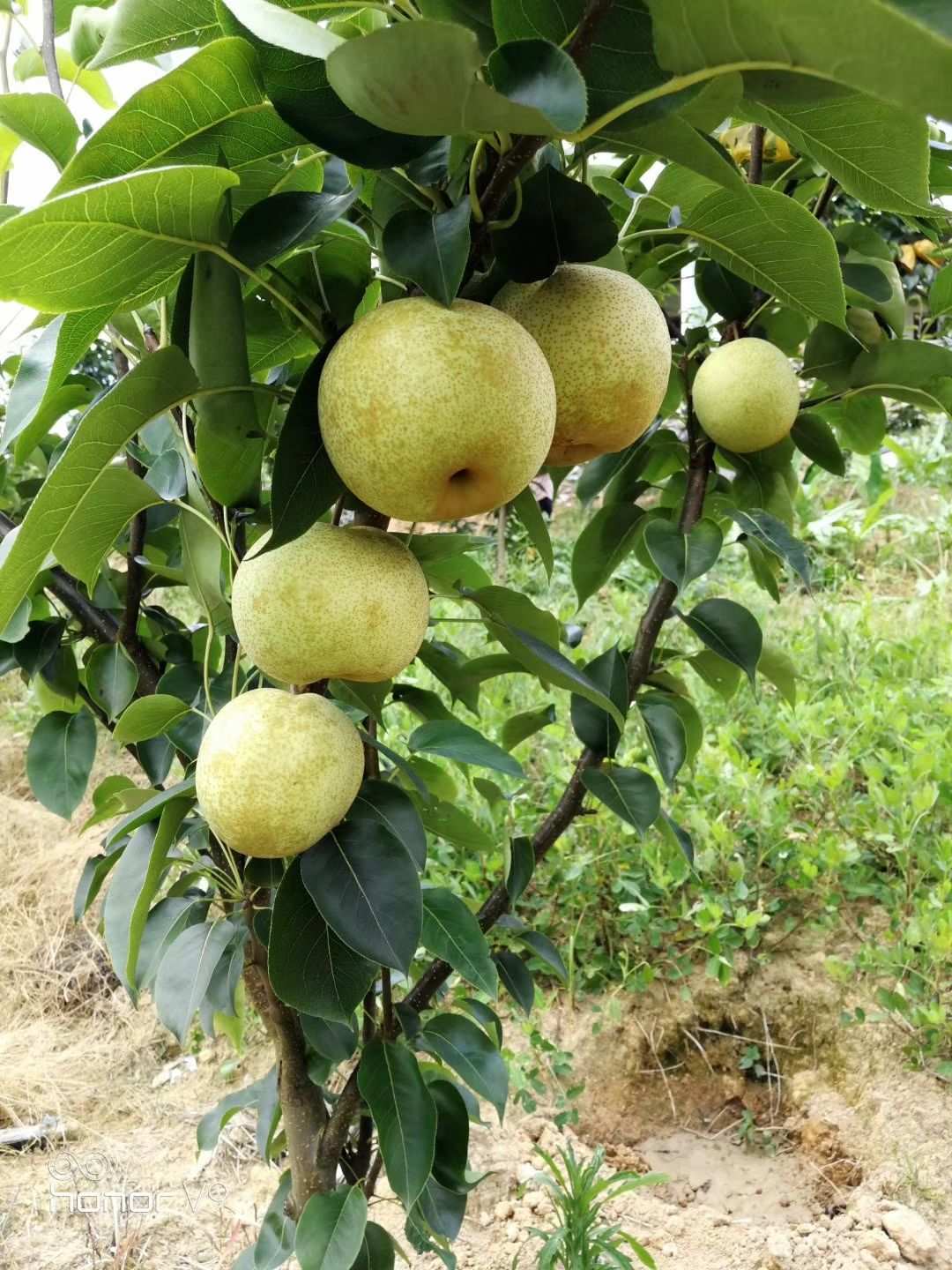蒋堂富硒大米
