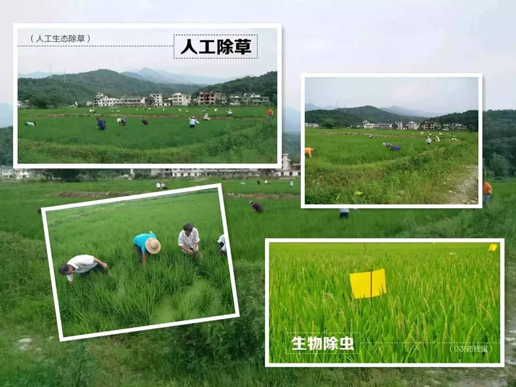 岠山富硒大米