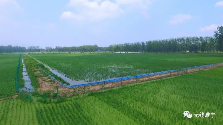 岠山富硒大米
