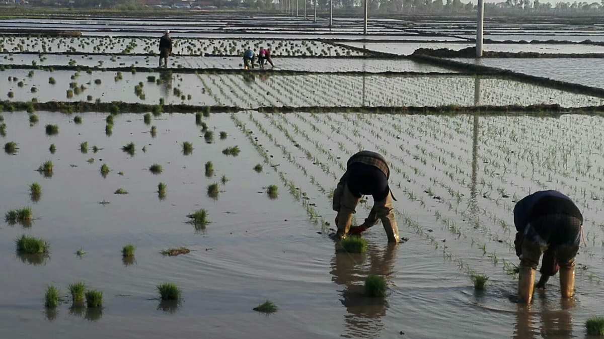 钱缘富硒大米