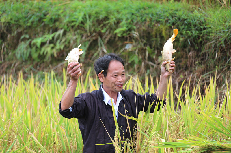 稻花富硒大米