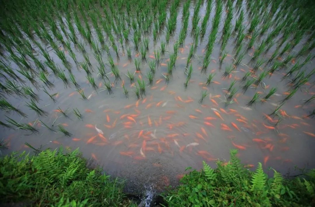 稻花富硒大米