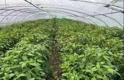 富硒大米色黄