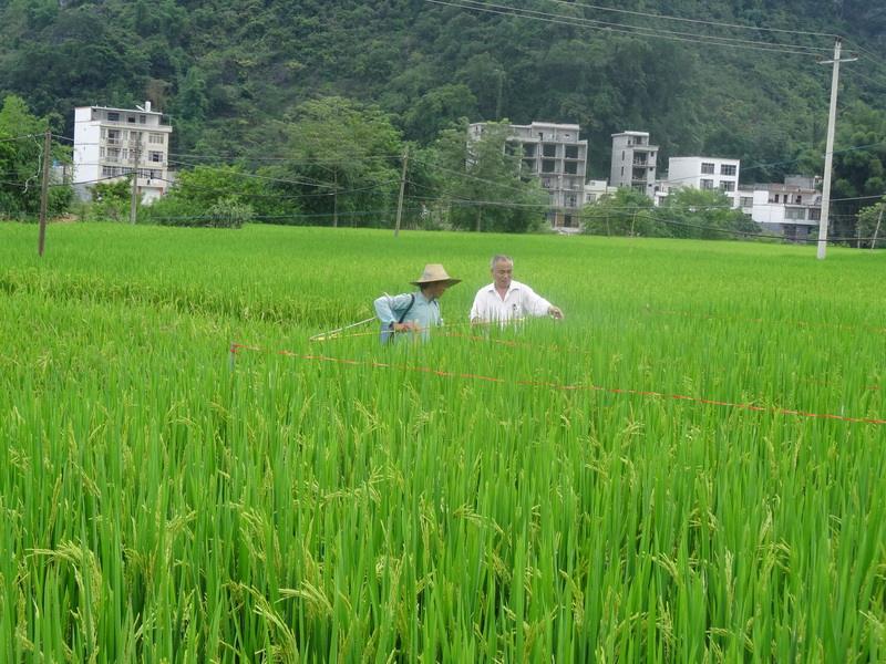 富硒大米推文
