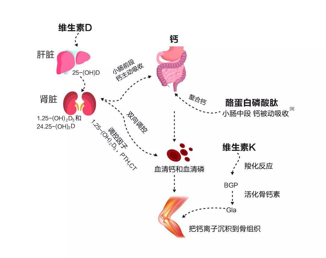 黄豆补钙吗