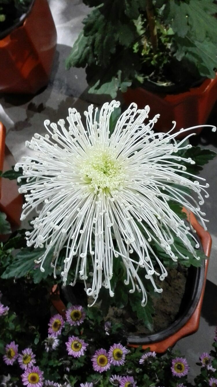 寒垄富硒大米