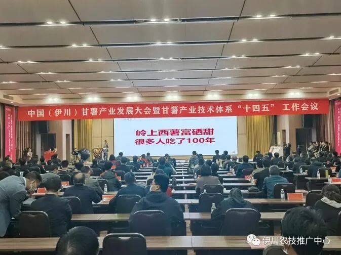 宁阳富硒地瓜