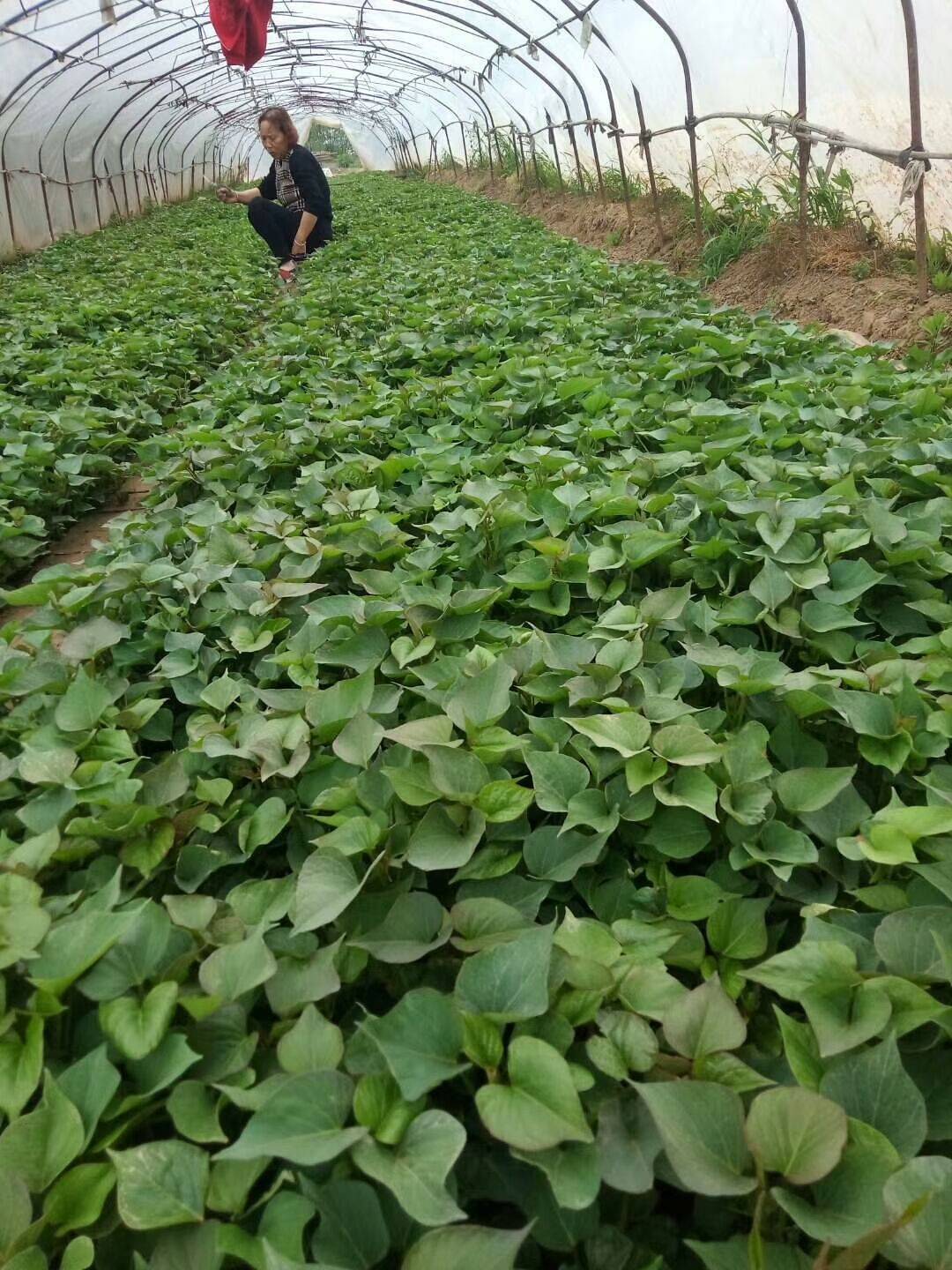 宁阳富硒地瓜