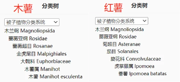 富硒地瓜粉条