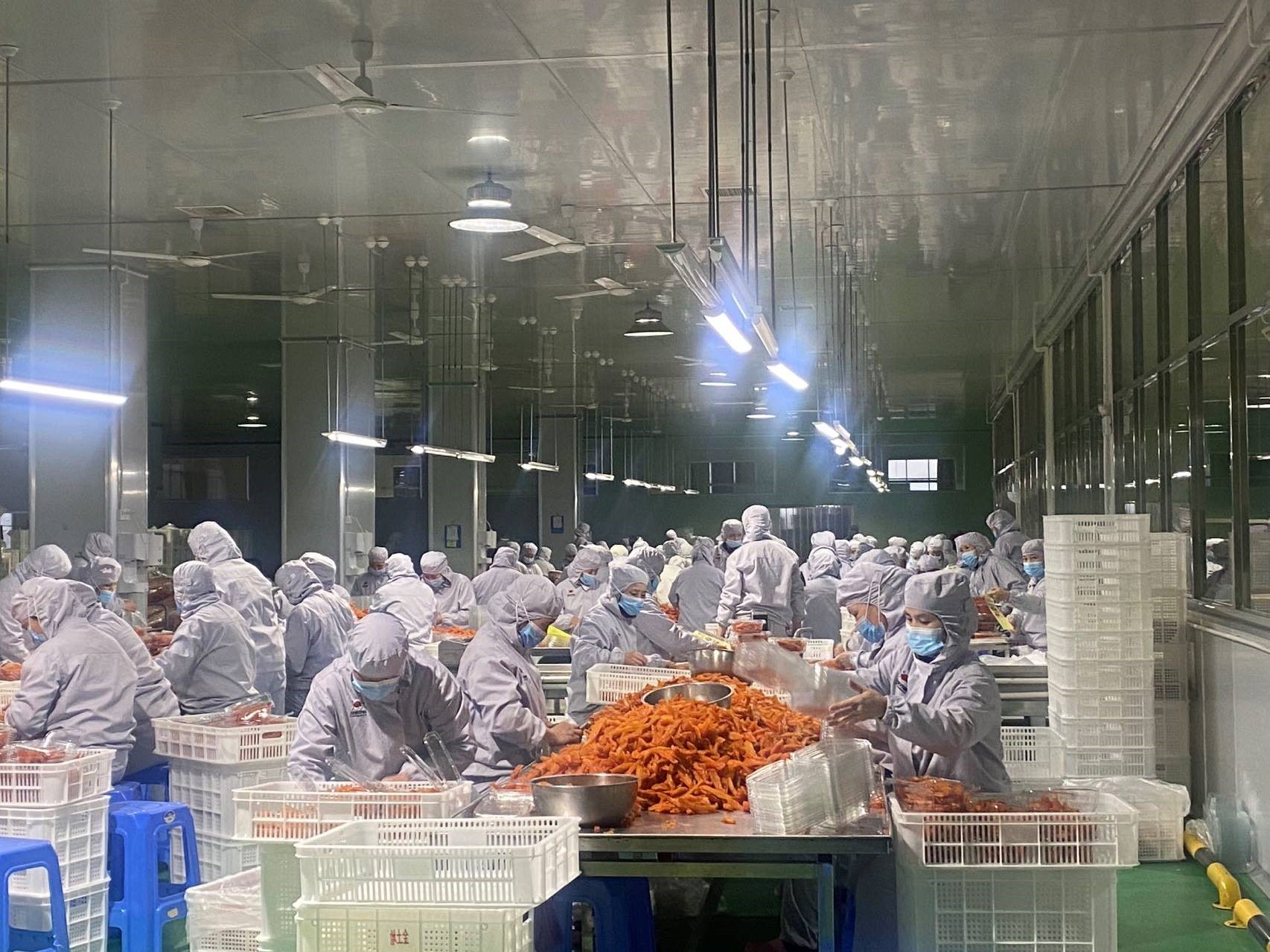 (图为连城县地瓜干龙头企业福农食品有限公司车间里的工人们加班加点加工地瓜干，一派热火朝天的景象。)