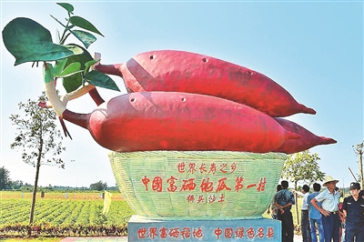 湖北富硒地瓜