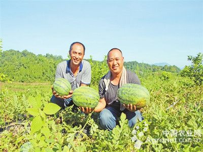 能吃的野芹菜图片