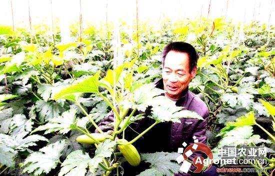 能吃的野芹菜图片