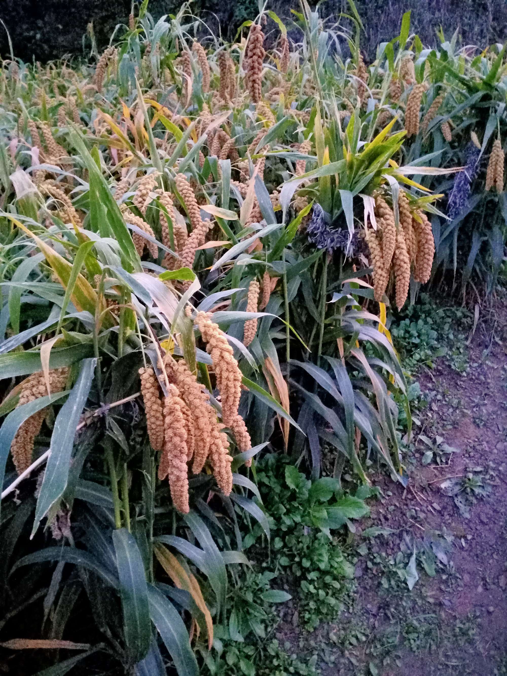 邹县富硒地瓜