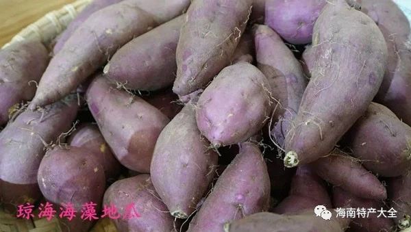 海南常见的地瓜品牌介绍，你都吃过哪些？