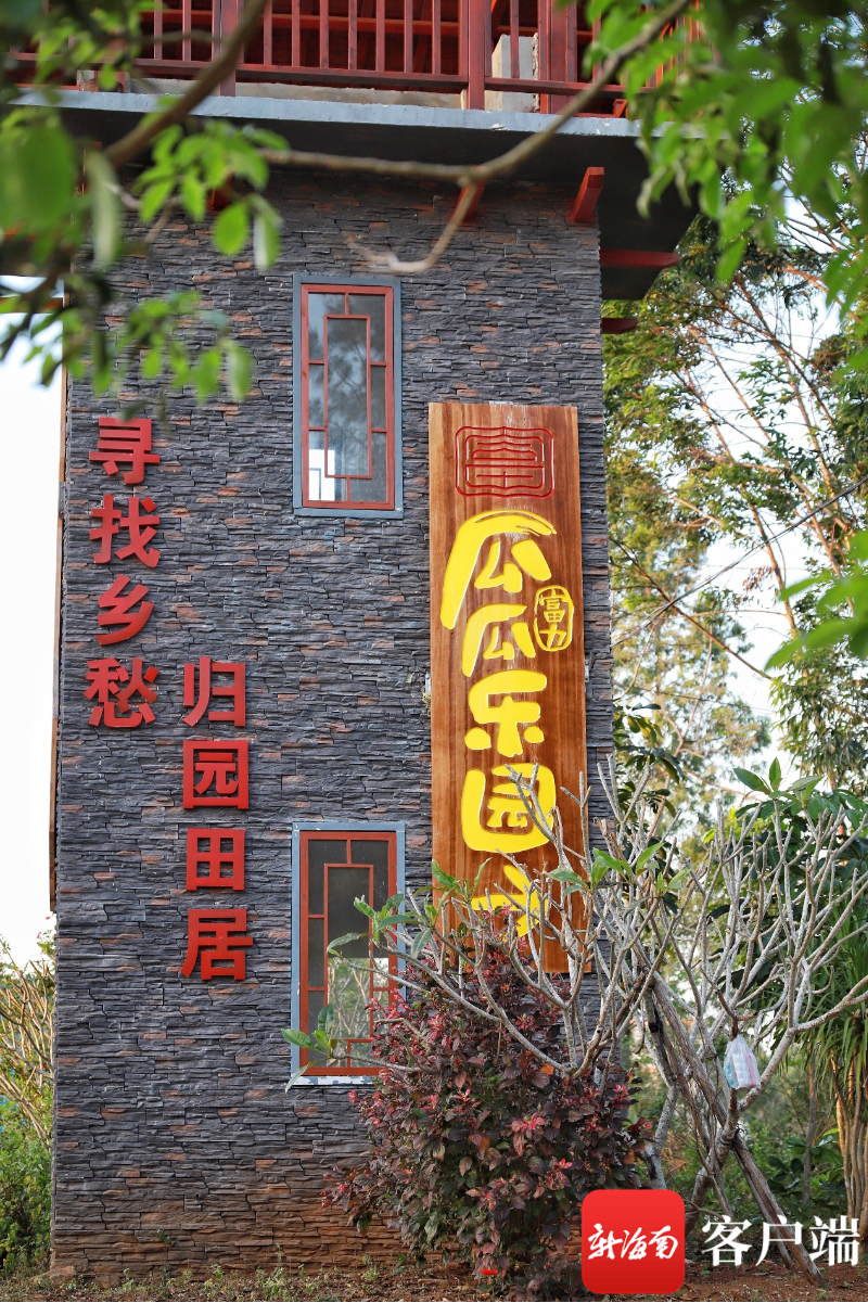 临高富硒地瓜