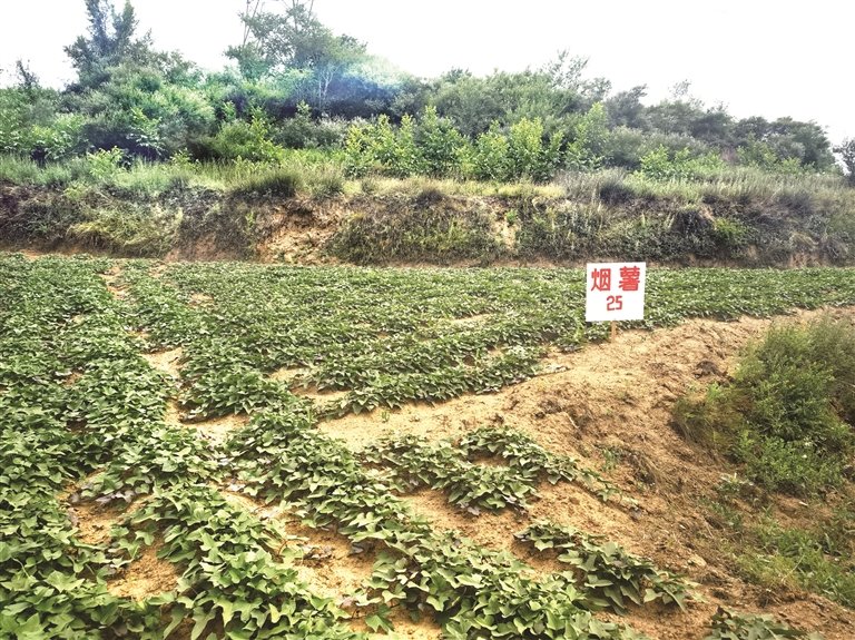 富硒红薯种植基地（资料图）