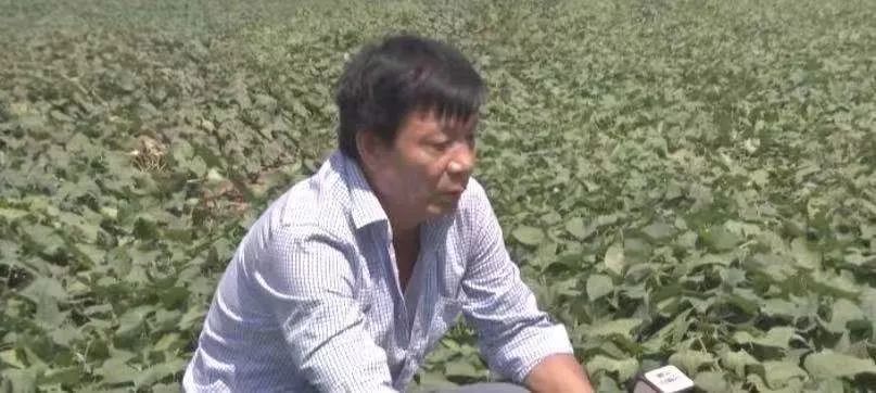 漳州富硒地瓜