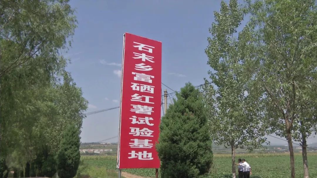 漳州富硒地瓜