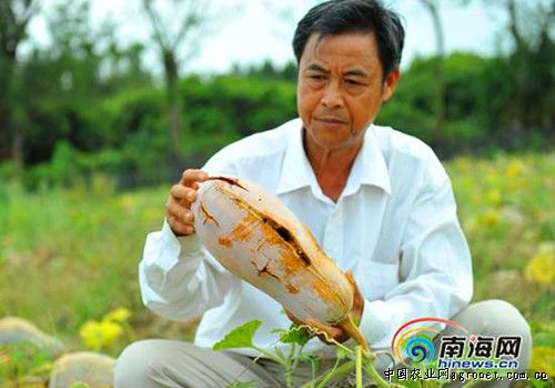 赛珍奇迹甘蓝产地价格
