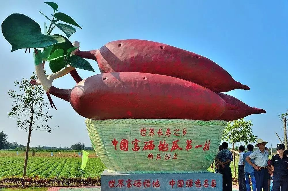 富硒地瓜宣传