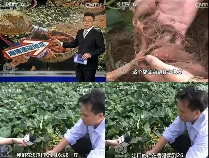 富硒地瓜宣传