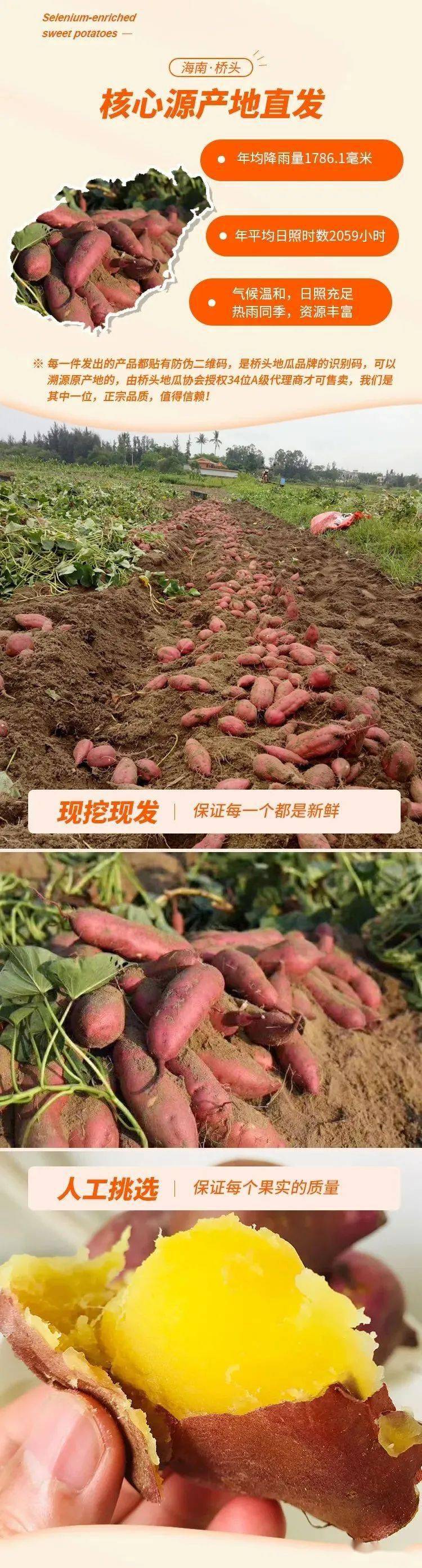 富硒地瓜怎么