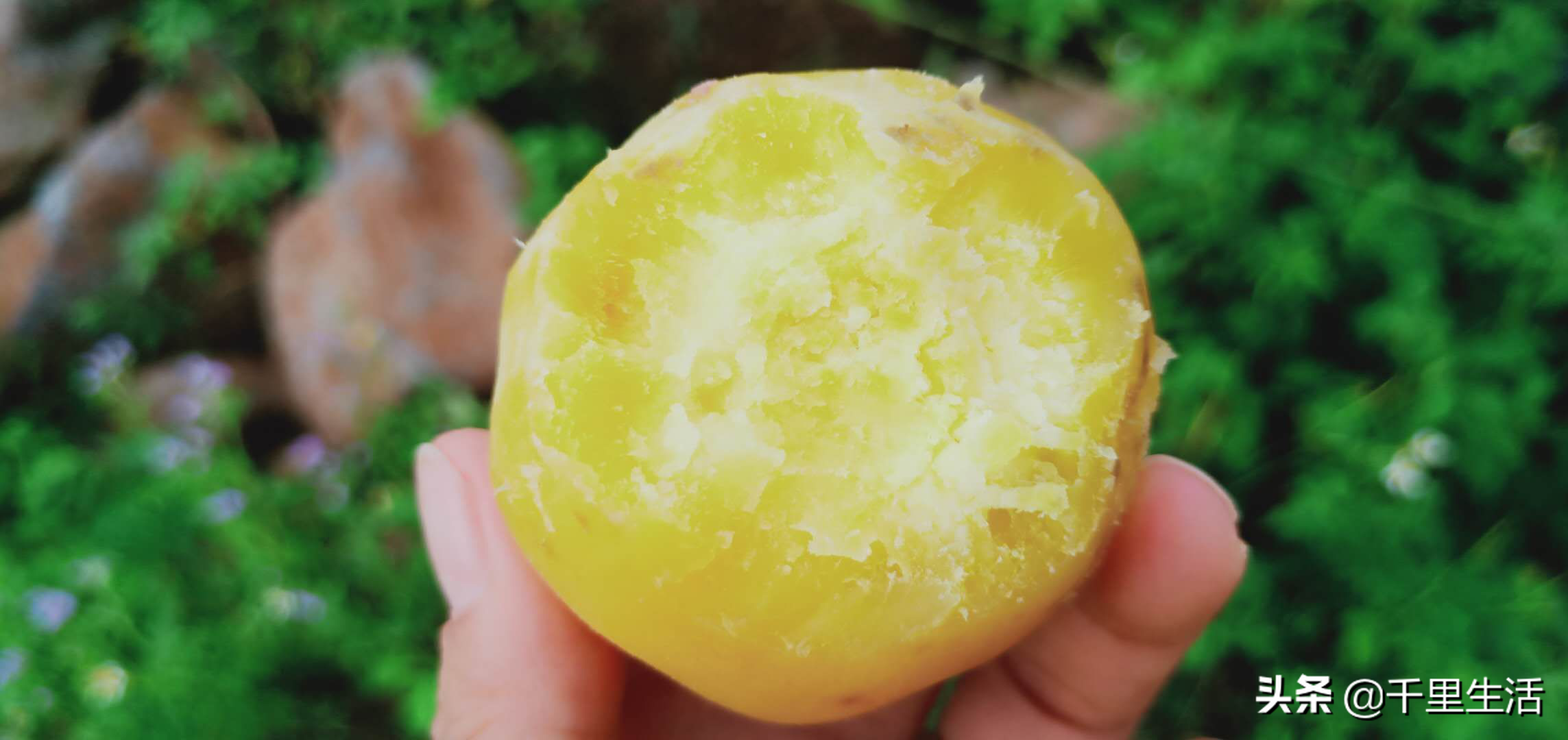 富硒地瓜广告