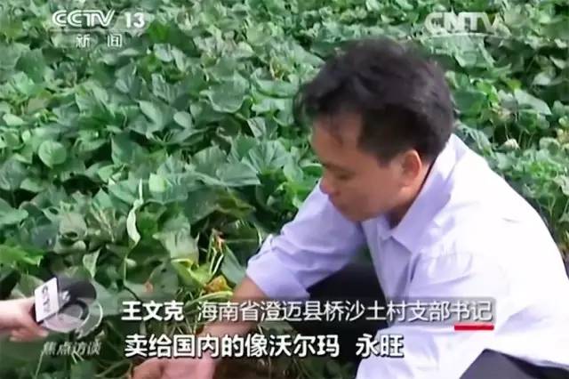 富硒地瓜需要