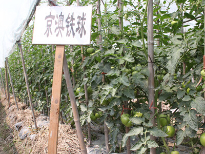 龙山百合产地
