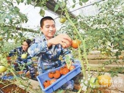 吉林白马芽大蒜批发价格