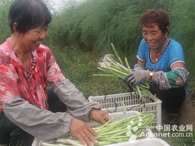 虎掌菌批发价