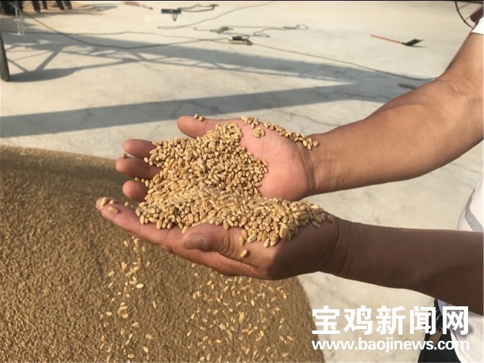 陕西富硒面粉