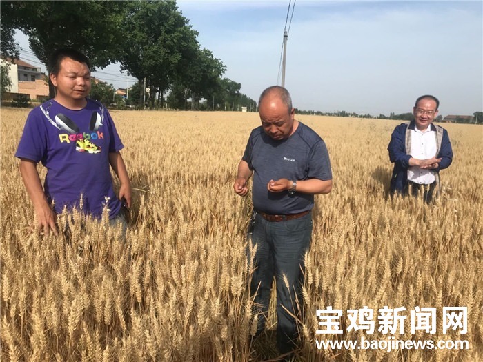 陕西富硒面粉