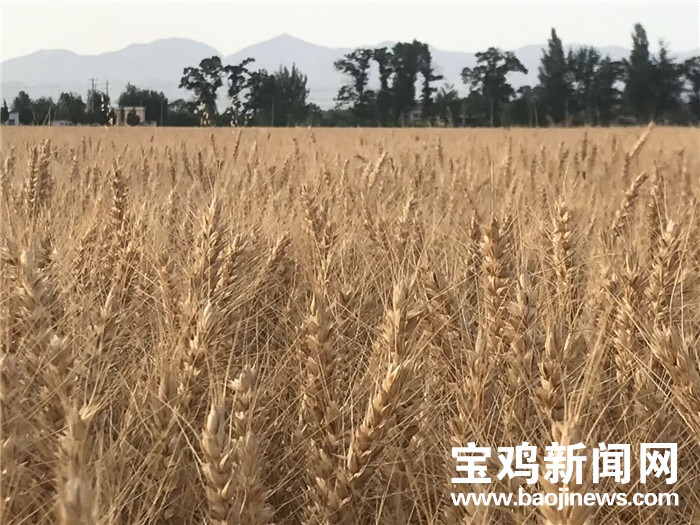 陕西富硒面粉