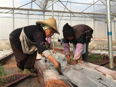 豆角和四季豆的区别