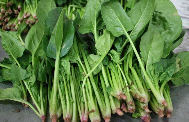 菠菜能补铁吗