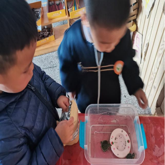 乌龟吃什么补钙