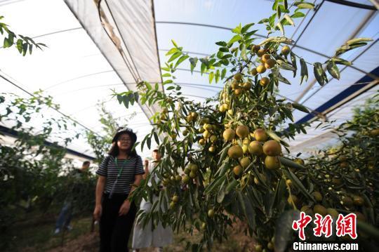 富硒面粉黑色