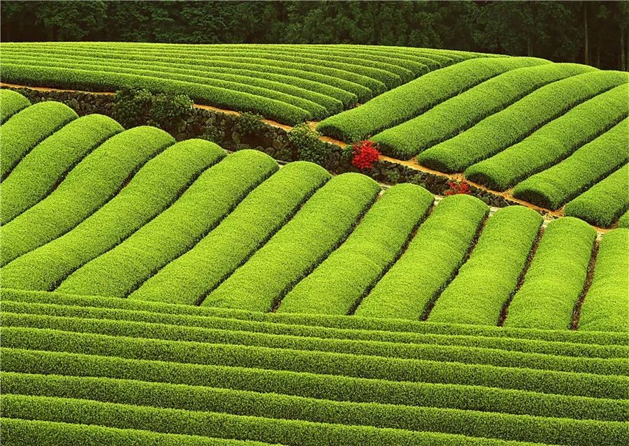 富硒面粉专卖